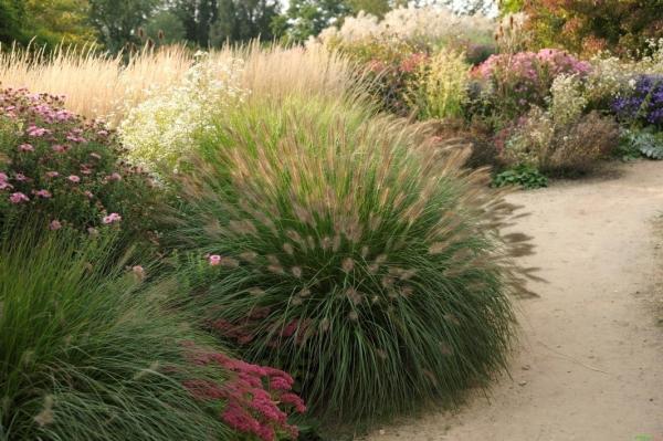 Pennisetum ( Lampenputzergras ) - alopecuroides 'Hameln'