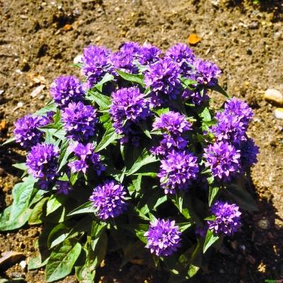 Glockenblume Campanula - glomerata 'Acaulis'