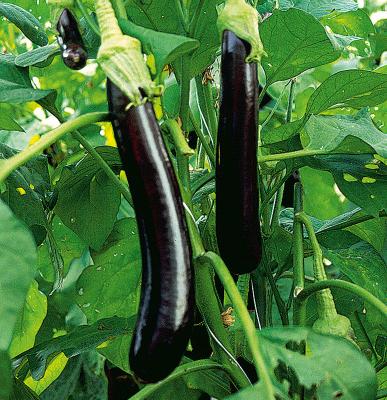 Türkische Aubergine 'Faselis, veredelt' im 12 cm Topf