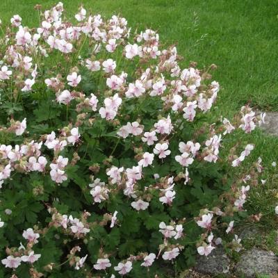 Cambridge Storchschnabel Geranium - x cantabrigiense 'Biokovo'