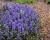 Kriechender Günsel Ajuga - reptans Atropurpurea