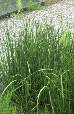 Zinkkraut Equisetum hyemale var.