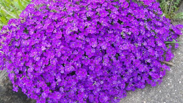 Blaukissen Aubrieta - x cultorum 'Hamburger Stadtpark'