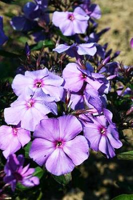 Flammenblume Hoher Phlox - paniculata 'Blue Paradise'