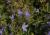 Glockenblume Campanula - poscharskyana 'Templiner Teppich