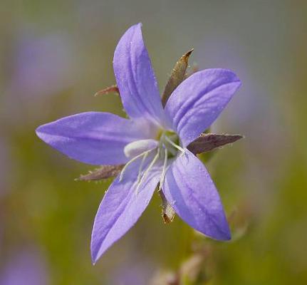 Glockenblume Campanula - poscharskyana 'Templiner Teppich