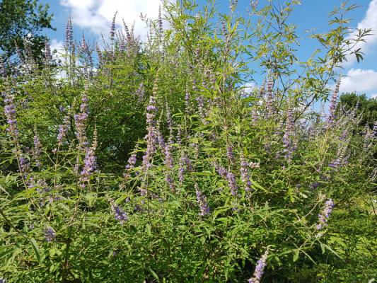 Mönchspfeffer, Keuschbaum - Vitex agnus-castus latifolia