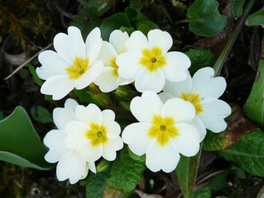 Primel Primula - denticulata 'Alba'