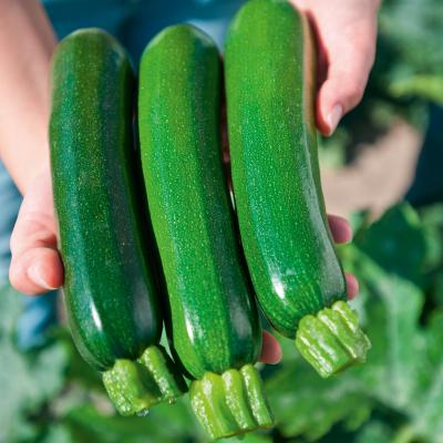 Zucchini 'Zodiac' im 11 cm Topf