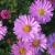 Aster - dumosus 'Rosenwichtel'