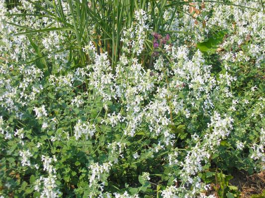 Katzenminze Nepeta - faassenii 'Snowflake'