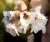 Bergenie  - cordifolia Bressingham White