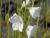Glockenblume Campanula - persicifolia grandiflora 'Alba'