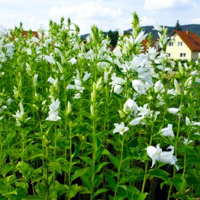 Glockenblume Campanula - persicifolia grandiflora 'Alba'