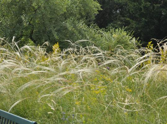 Stipa ( Federgras ) - capillata