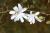 Magnolia stellata 'Royal Star' - Magnolia stellata