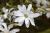 Magnolia stellata 'Royal Star' - Magnolia stellata