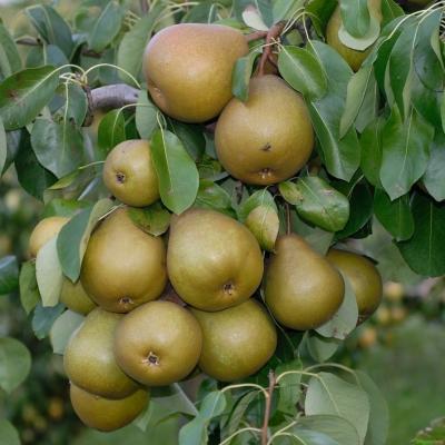 Birnbaum - Gellerts Butterbirne' /Beurré Hardy' Pyrus