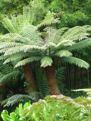 Australischer Taschenfarn Dicksonia antartica