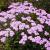 Schafgarbe Achillea - millefolium 'Lilac Beauty'