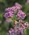 Schafgarbe Achillea - millefolium 'Lilac Beauty'