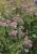 Schafgarbe Achillea - millefolium 'Lilac Beauty'