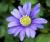 Balkan-Strahlen-Anemone - blanda 'Blue Shades'