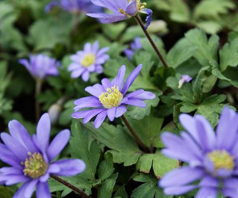 Balkan-Strahlen-Anemone - blanda 'Blue Shades'