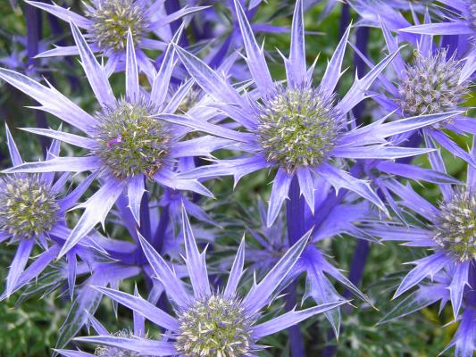 Edeldistel Eryngium - planum