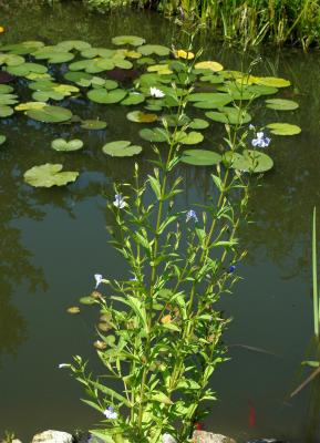 Gauklerblume blau Mimulus ringens