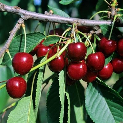 Süßkirsche 'Kordia' Prunus avium