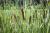 schmalblättriger Rohrkolben Typha angustifolia