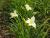 Taglilie Hemerocallis - x cultorum Ice Cap