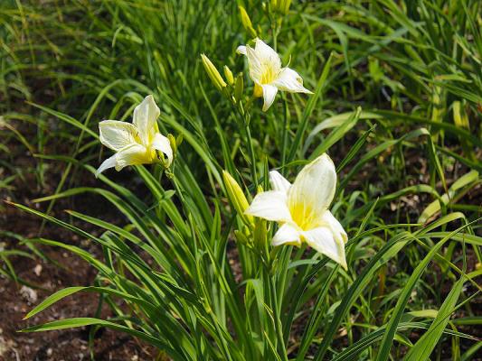 Taglilie Hemerocallis - x cultorum 'Ice Cap'