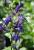 blaue Sumpflobelie Lobelia siphilitica