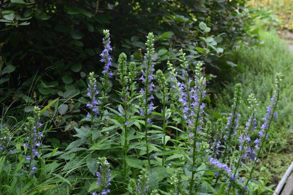 blaue Sumpflobelie Lobelia siphilitica