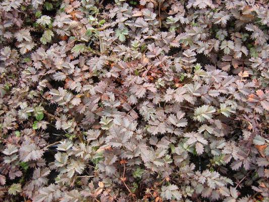 Stachelnüßchen Aceaena - microphylla 'Kupferteppich'