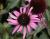 Sonnenhut Echinacea - purpurea 'After Midnight' ®