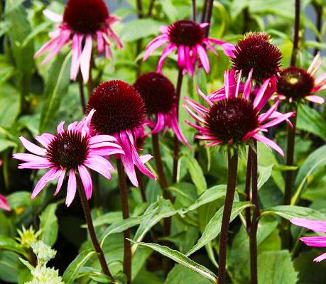 Sonnenhut Echinacea - purpurea 'After Midnight' ®