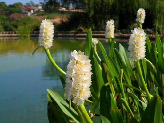 weisses Hechtkraut Pontederia cordata alba