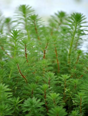 Tausendblatt Myriophyllum verticillatum