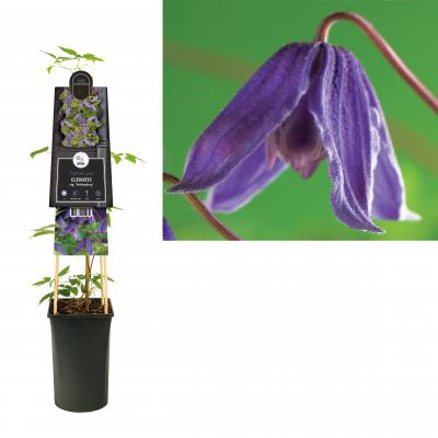 Clematis alp. 'Helsingborg'