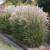 Miscanthus ( Chinaschilf ) - sinensis 'Kleine Silberspinne'