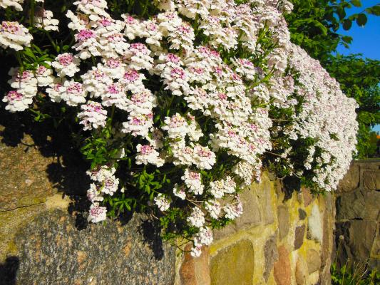 Schleifenblume Iberis  - sempervirens 'Masterpiece'