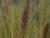 Pennisetum ( Lampenputzergras ) - alopecuroides Moudry