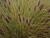 Pennisetum ( Lampenputzergras ) - alopecuroides Moudry
