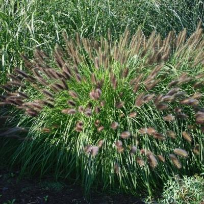 Pennisetum ( Lampenputzergras ) - alopecuroides 'Moudry'