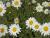 Großbl. Margerite Leucanthemum - x superbum 'Gruppenstolz'
