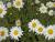 Großbl. Margerite Leucanthemum - x superbum Gruppenstolz