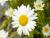 Großbl. Margerite Leucanthemum - x superbum Gruppenstolz